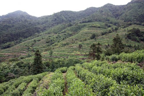 六百里桃源生態(tài)茶園基地.jpg