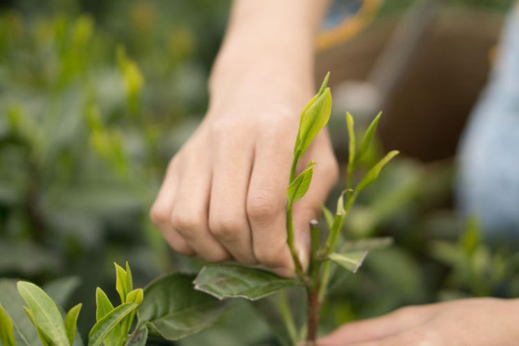 太平猴魁是最大、最好、最珍貴的茶.jpg