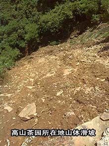 六百里茶葉基地了解洪災(zāi)情況1.jpg